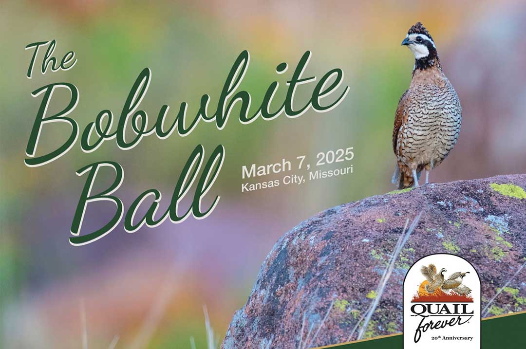 Chris Dorsey to be Keynote Speaker at Quail Forever’s 2025 Bobwhite Ball