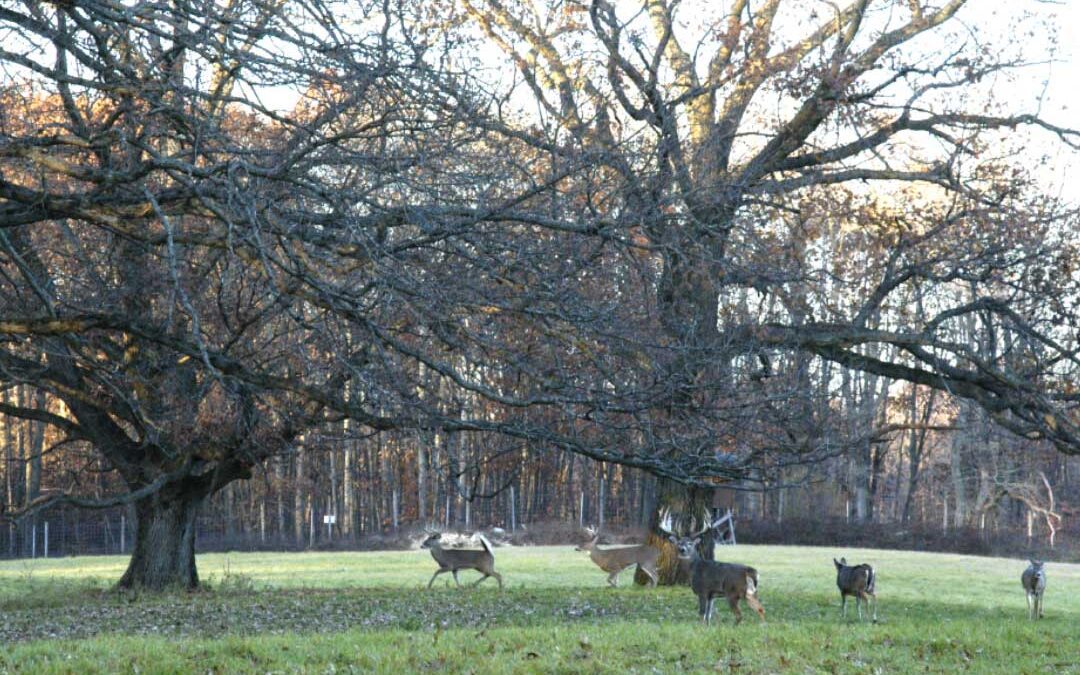 Sanctity of Sanctuary Ranch