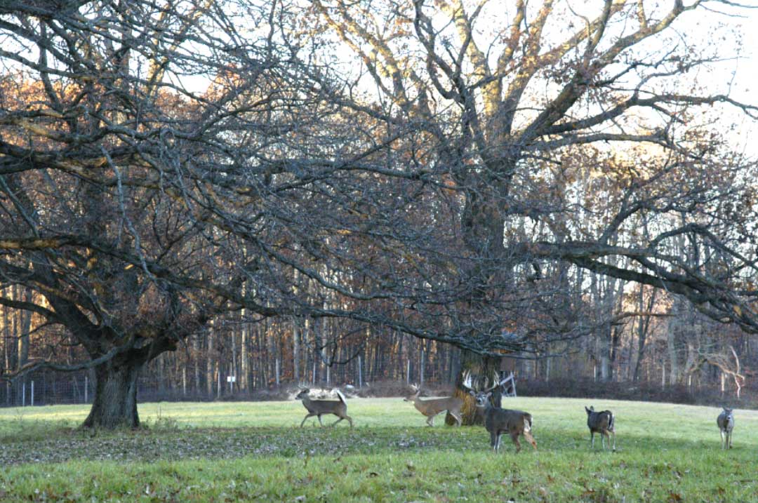 Sanctity of Sanctuary Ranch