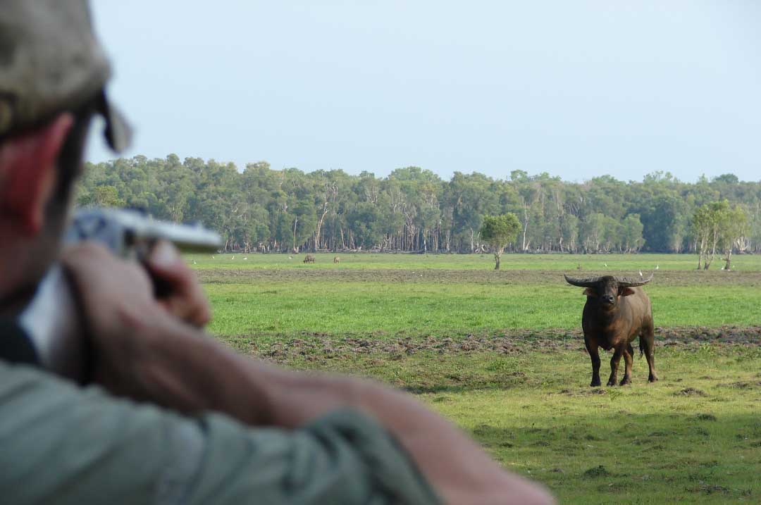 Buffalo Down Under