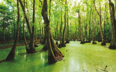 Turkey Tracks in the Big Cypress