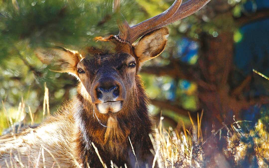 Good Samaritan Elk