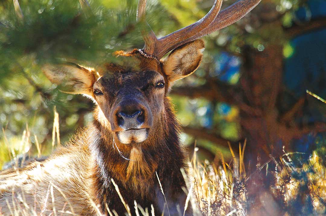 Good Samaritan Elk