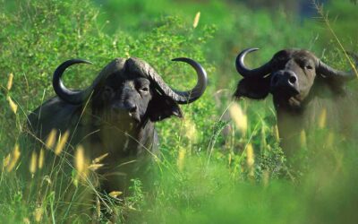 Deadly Botswana Cape Buffalo