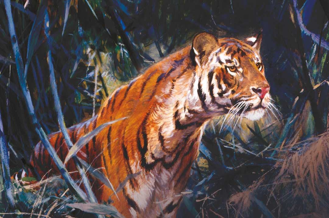 The Chowgarh Tigress