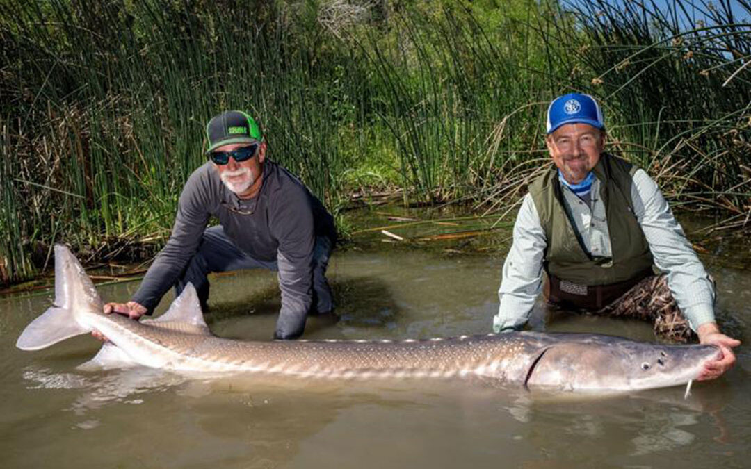 Fishing For Dinosaurs: A Quest For Sturgeon