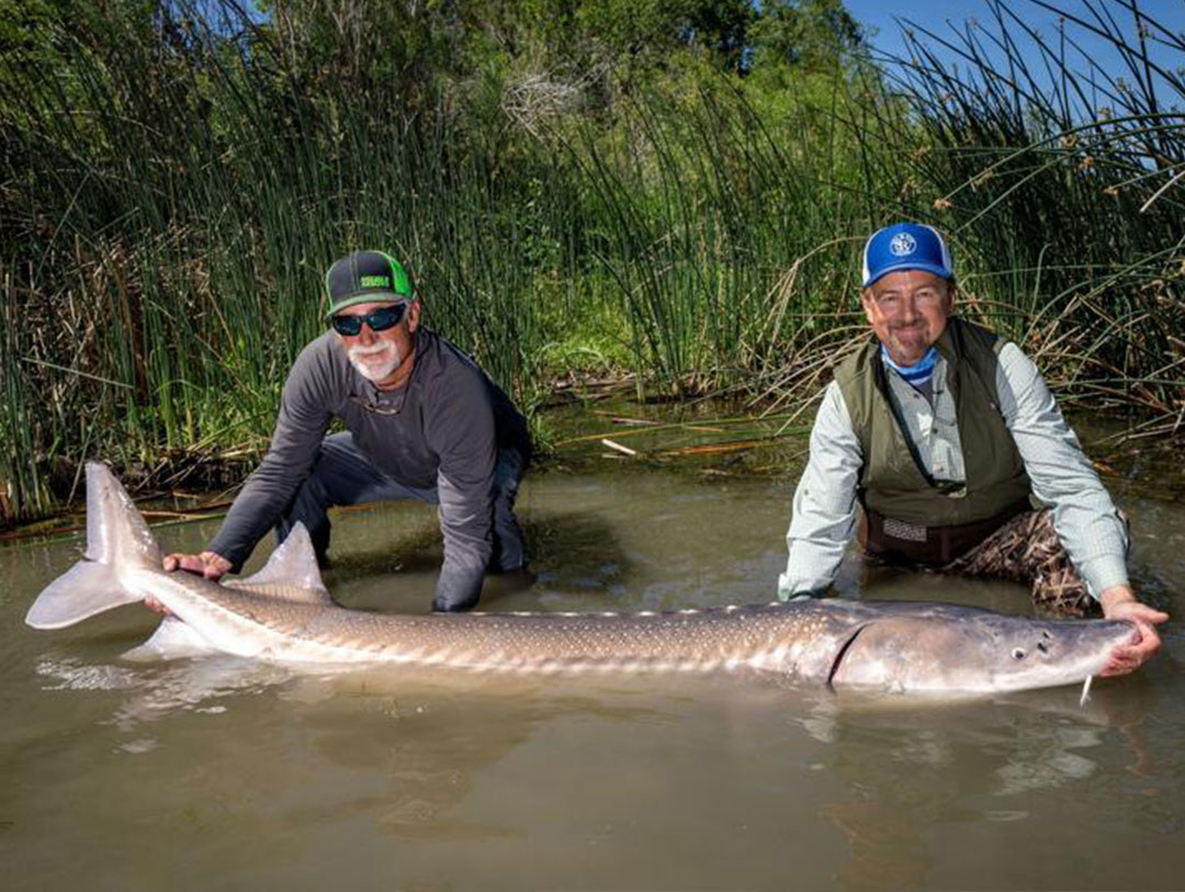 Fishing For Dinosaurs: A Quest For Sturgeon