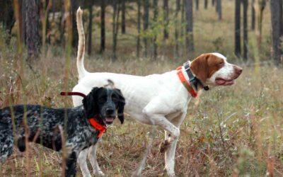 The Art of Pointers and Flushers