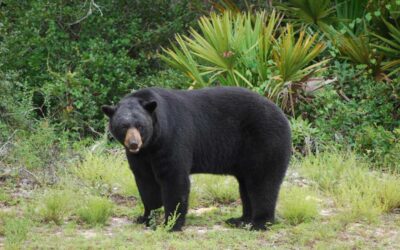 Florida’s Proposed Bear Hunt Pits Science Versus Emotion