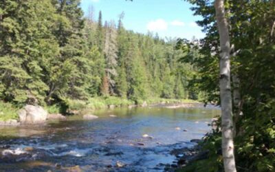 Mourning the Miramichi