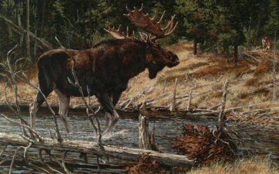 After Moose in New Brunswick