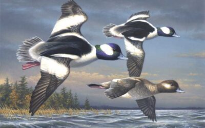 James Hautman Wins 2025 Federal Duck Stamp Art Contest