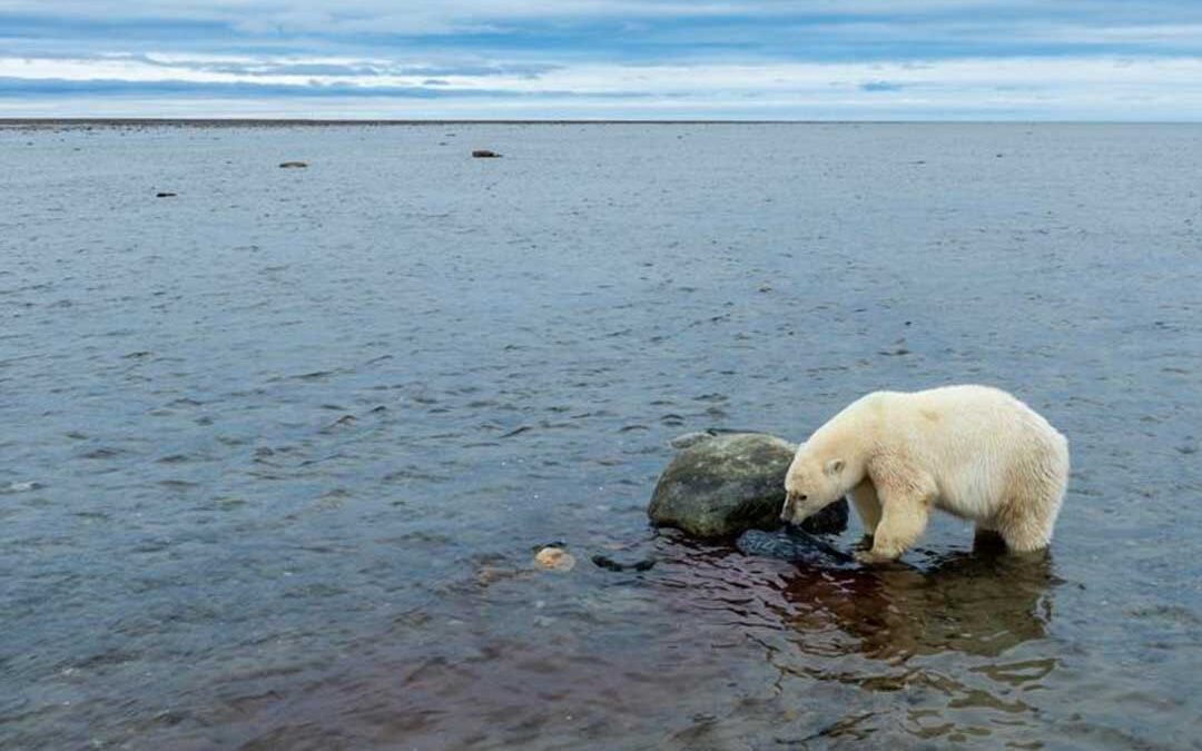 Unmasking The Polar Bear Climate Change Narrative