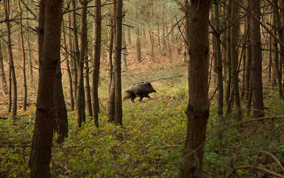 Sporting Classics TV Season 7 Episode 17 Trailer