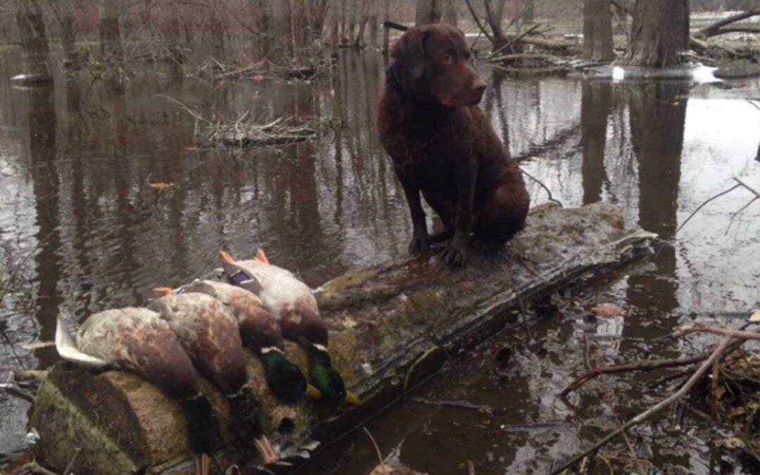 The Perfect Thanksgiving