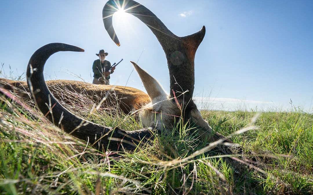 A Short Gun for Long Horns