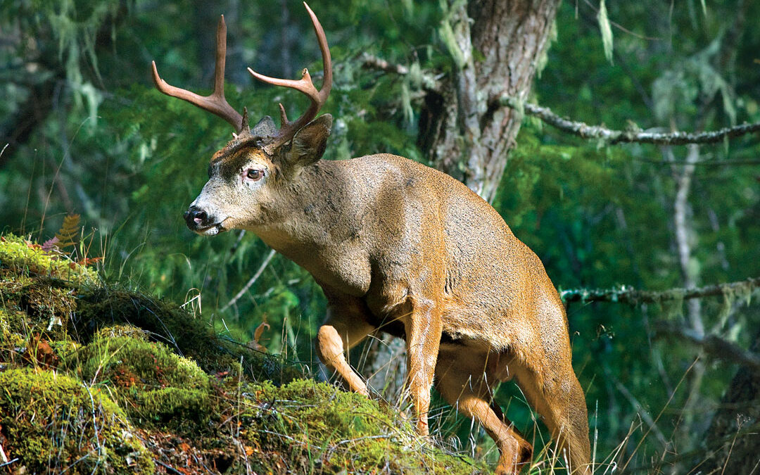 Blacktails Don’t Come Easy