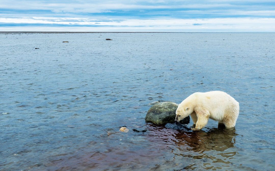 Polar Extremes