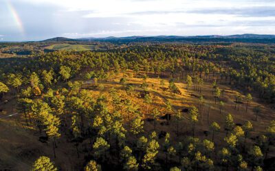 Georgia on Your Mind? Don’t Miss These Sporting Gems!