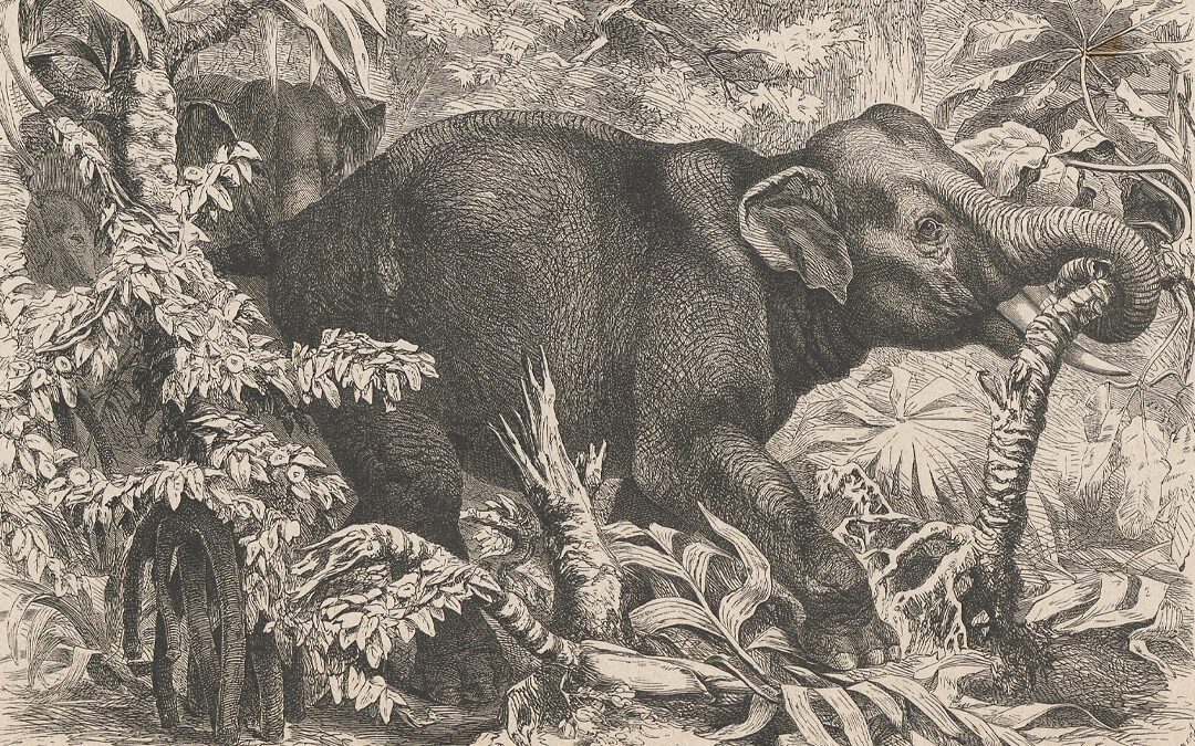 A Rogue Elephant