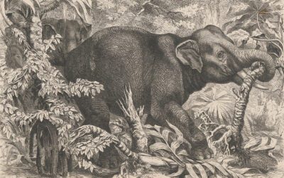A Rogue Elephant