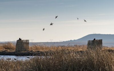 The Bird Wrangler