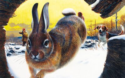 A Day With the Cottontails
