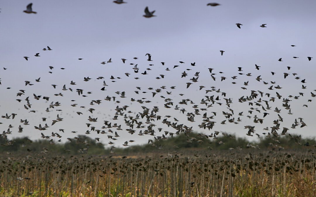 Argentina Has a Brilliant New Plan to Save Its Game Birds: Make Them Worthless Again