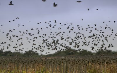 Argentina Has a Brilliant New Plan to Save Its Game Birds: Make Them Worthless Again