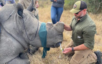 South African Rangers Dehorn Rhinos to Save Their Lives