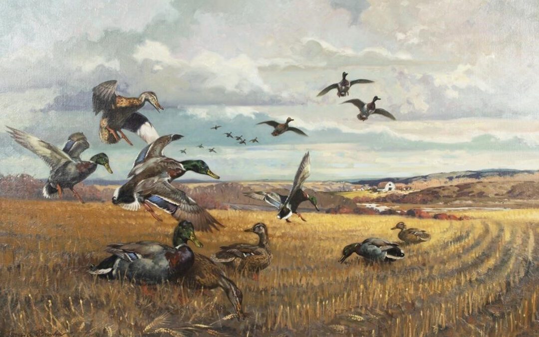 Death of the Red-Winged Mallard
