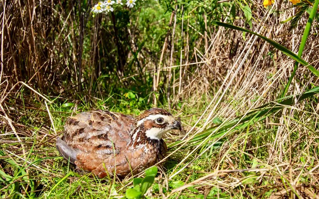 If You Build It, They Will Come: Conserving Virginia Quail