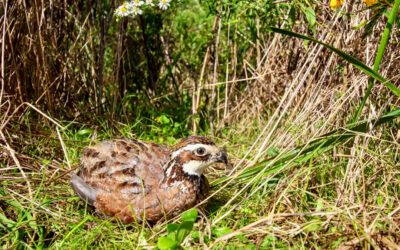 If You Build It, They Will Come: Conserving Virginia Quail